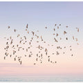 Canvas Art Print Sunset Flight
