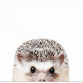 Canvas Art Print Peeking Hedgehog