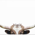 Peeking Longhorn Cow
