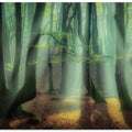 Magical forest.
