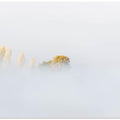 FOG