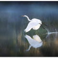 Canvas Art Print morning light