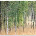 Waving trees
