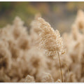 reed flower