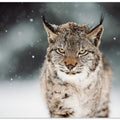Canvas Art Print The Eurasian lynx (Lynx lynx)