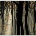 Speulderbos