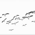 Canvas Art Print Flying Birds