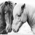 Canvas Art Print Horse Love