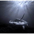 Canvas Art Print The deep