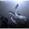Canvas Art Print On the reef