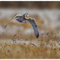 Canvas Art Print Short eared owl