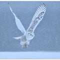 Snowy Owl
