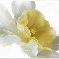 Daffodil