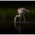 Canvas Art Print Greater Flamingo