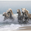 Canvas Art Print Wild horses