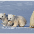 Canvas Art Print Two polar bear cubs