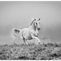 Canvas Art Print a short story about gallop