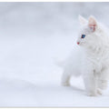 White as Snow