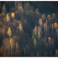 Late Autumn