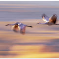 Wingspan