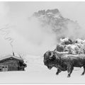 Canvas Art Print Bison