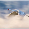Canvas Art Print Sandhill Crane Flying in Clouds