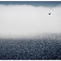 Gulls don't care for the fog