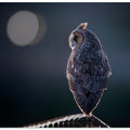Canvas Art Print Night Watcher