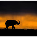 Canvas Art Print Elephant smelling the storm