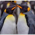 King Penguins in Snowy Day