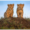 Curious lion cubs