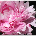 Pink peony VI
