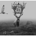 Art Prints of Antelope