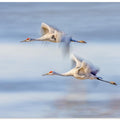 Duo Cranes Flying