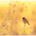 The Golden Hedgerow.