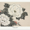 Flowers From Momoyogusa