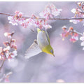 Zosterops japonicus