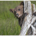 The adorable grizzly bear cub