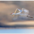 Crane Flying in Soft Light