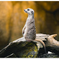 Timon