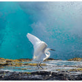 Common egret