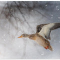 Art Prints of Snow Storm