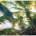Hide under Palms