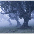 Blue Woods