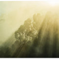 Foggy Woods III