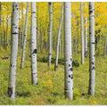 Yellow Birchs