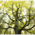 The Dream Tree