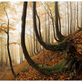 Mystic Autumn Forest