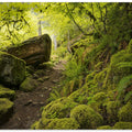 Mossy Path