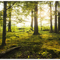 Summer in the Woods
